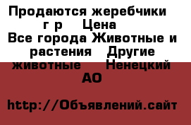 Продаются жеребчики 14,15 16 г.р  › Цена ­ 177 000 - Все города Животные и растения » Другие животные   . Ненецкий АО